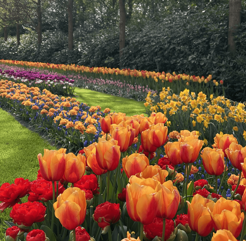 Keukenhof Lale Diyarı!